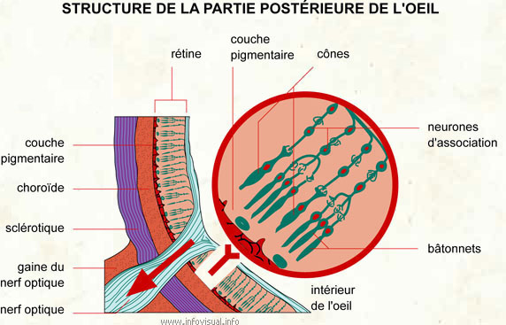 Structure de la partie postérieure de l'oeil (Dictionnaire Visuel)
